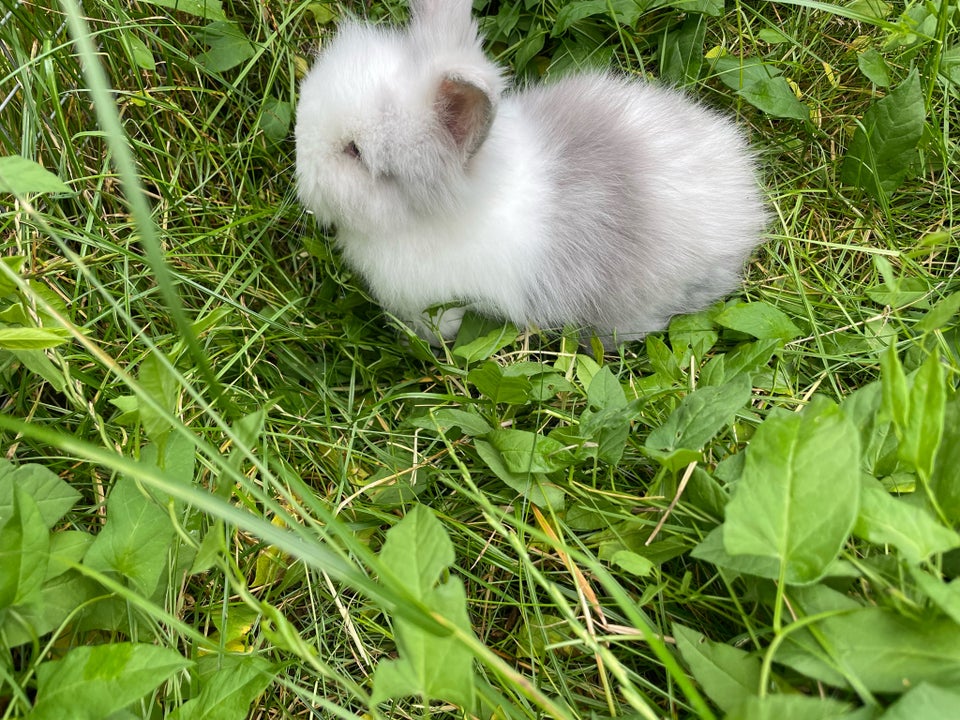 Kanin Dværg teddy 0 år