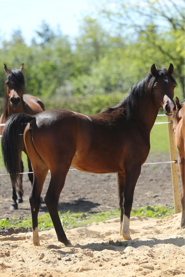 Arabisk fuldblod ox hingst 1 år