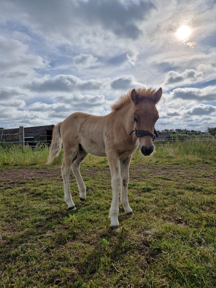 Islænder hingst 1 år