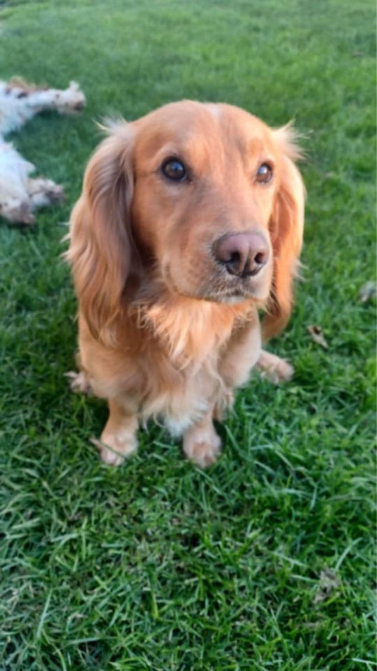 Springer/Cocker/Labrador,