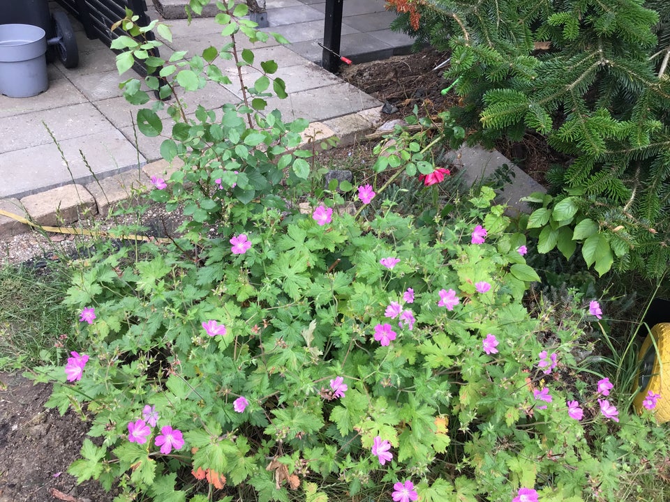 Stauder Geranium Storkenæb