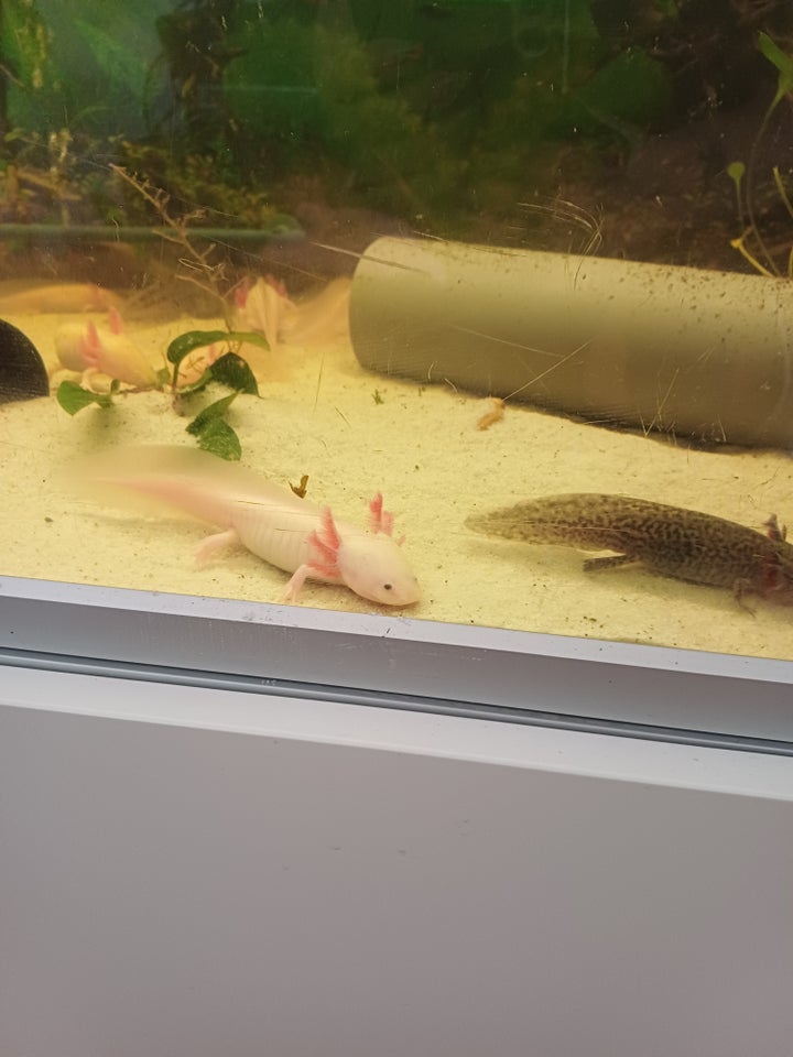 Axolotler