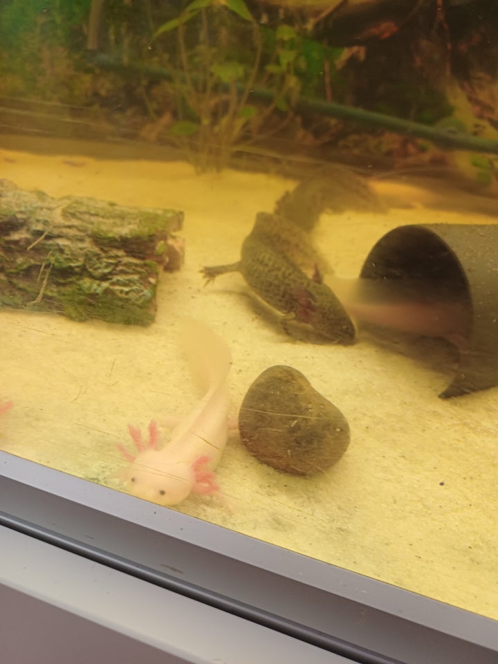 Axolotler