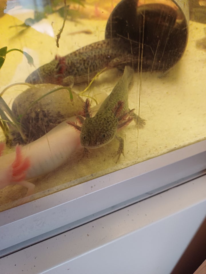 Axolotler