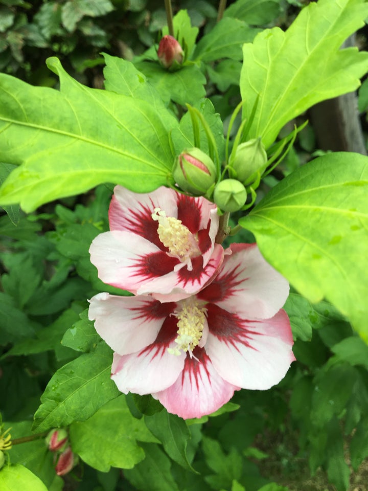 Hibiscus Busk - blå/lilla 