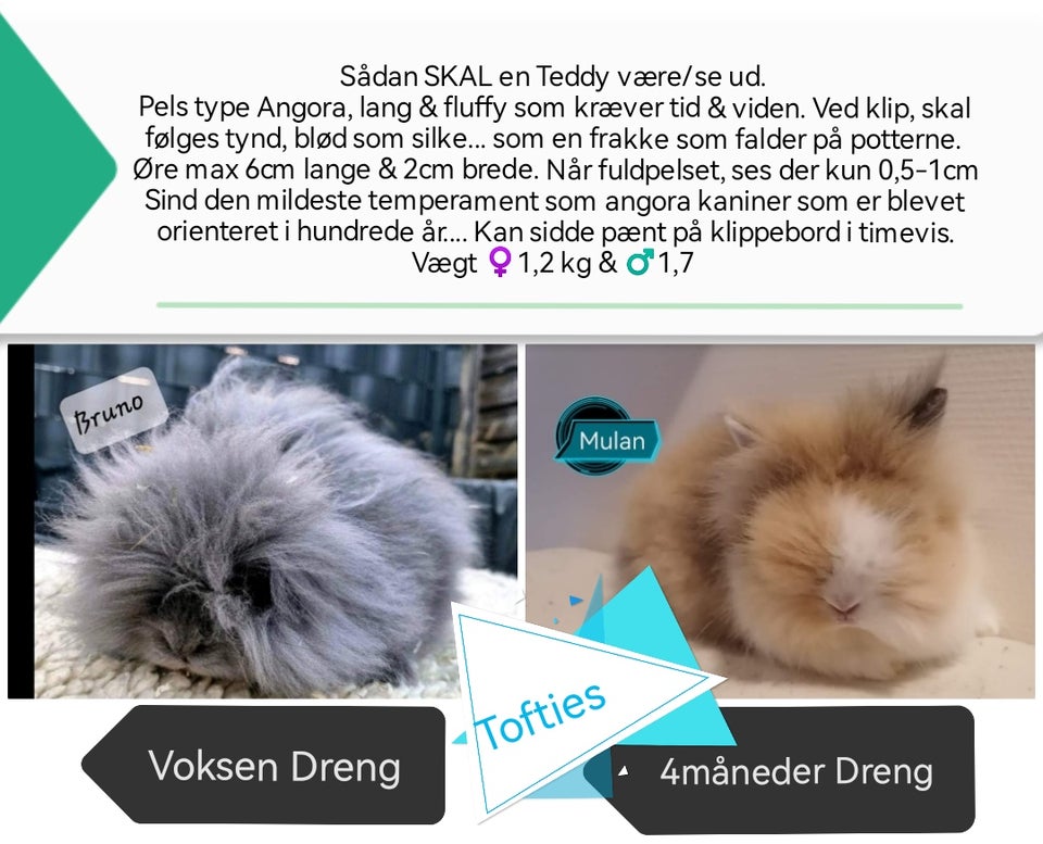 Kanin Teddy (dværg angora kanin)