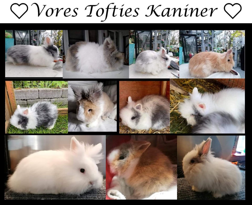 Kanin Teddy (dværg angora kanin)