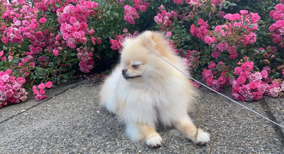 Pomeranian hund 4 år