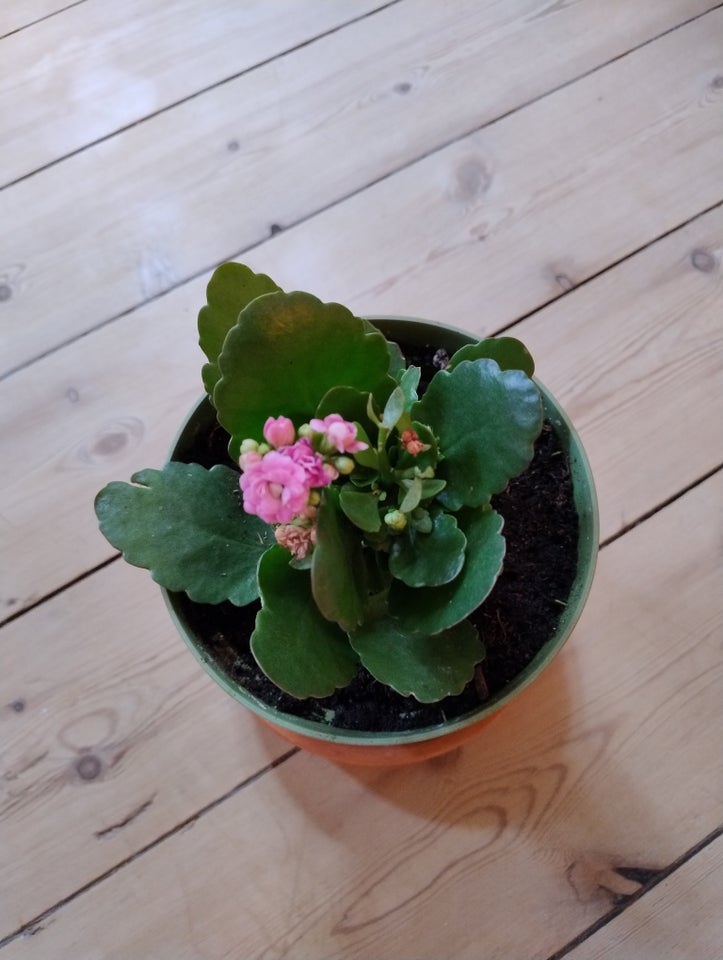 Grøn plante, Koraltop / brændende