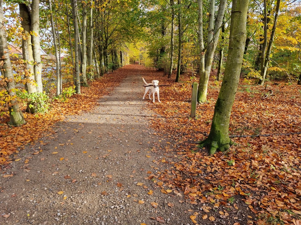 labrador, hund, 7 mdr.