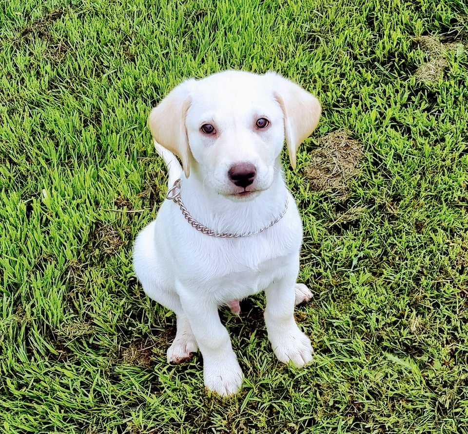 labrador, hund, 7 mdr.