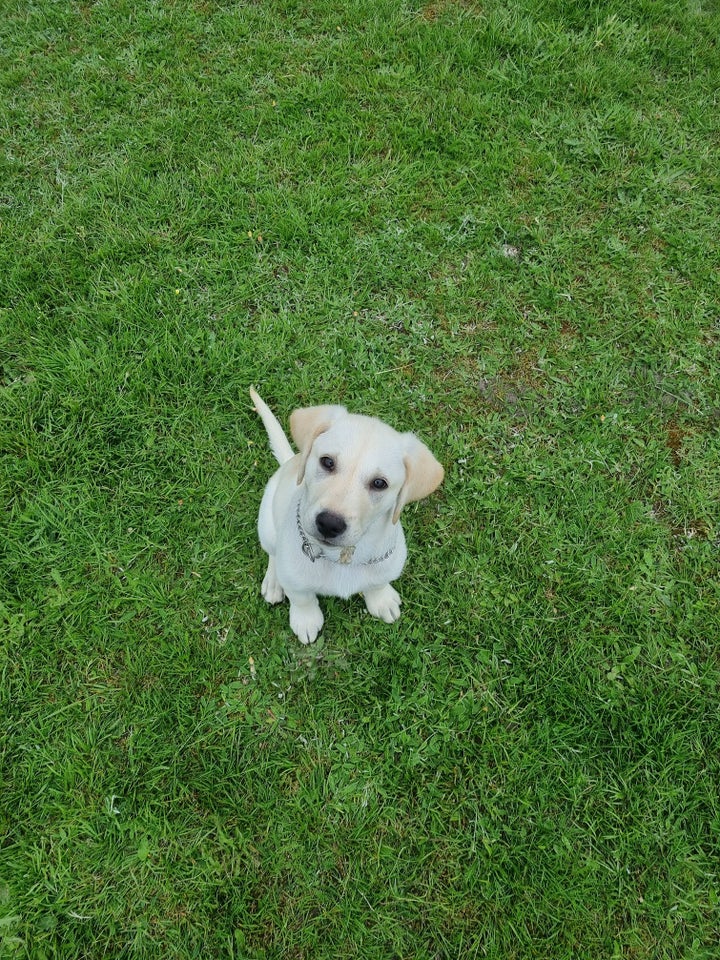 labrador, hund, 7 mdr.