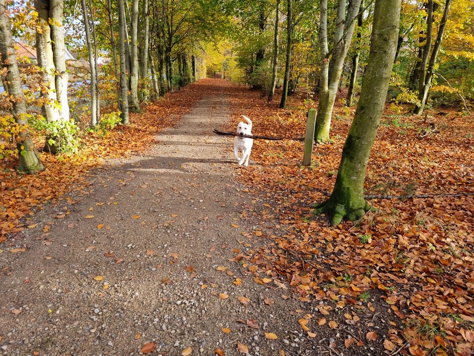 labrador, hund, 7 mdr.