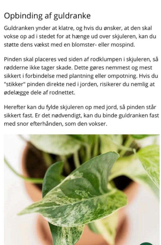 Plante i god vækst, Guldranke