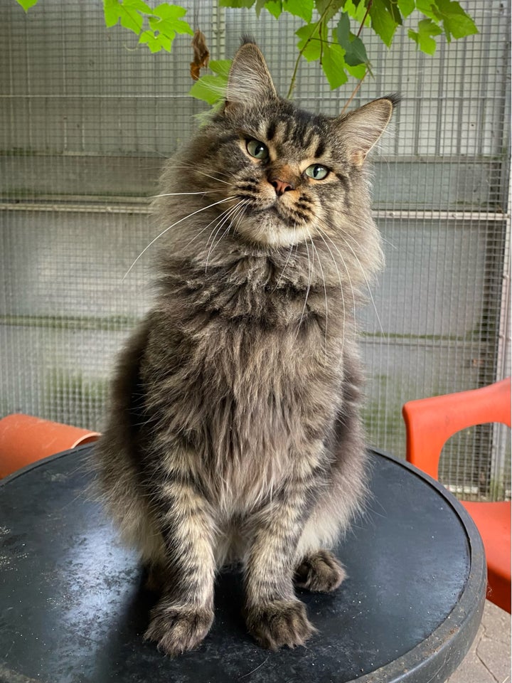 Maine Coon hunkat 2 år