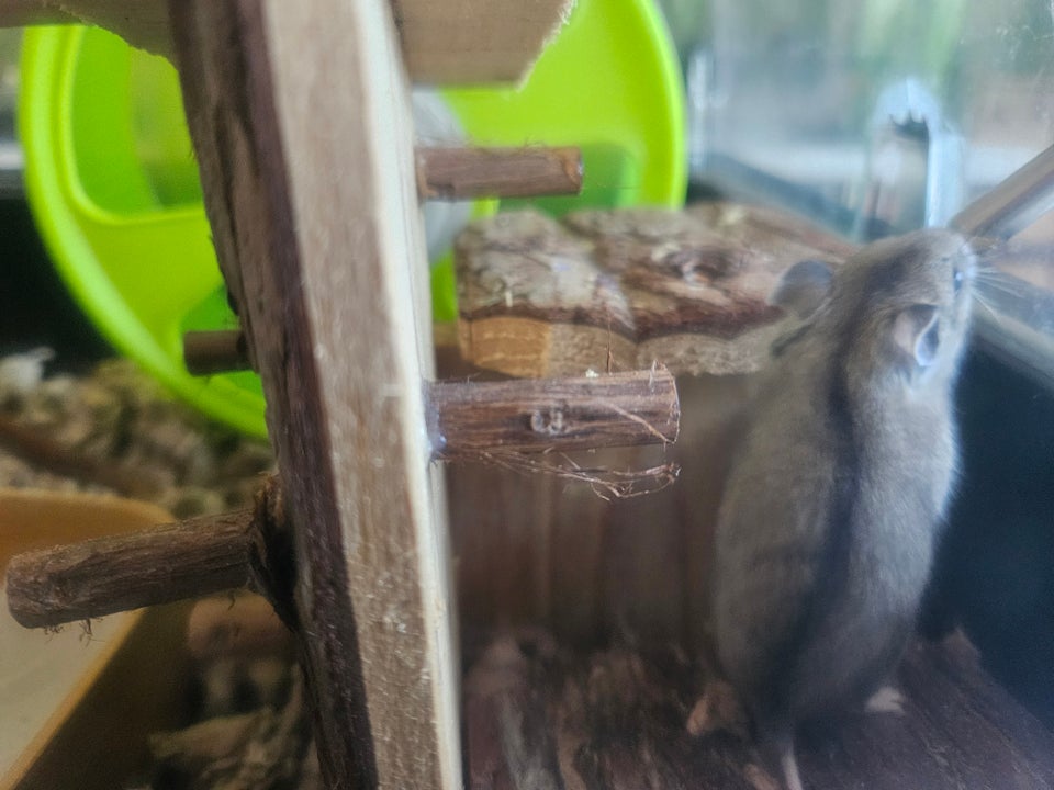 Hamster, Kinesisk, 0 år