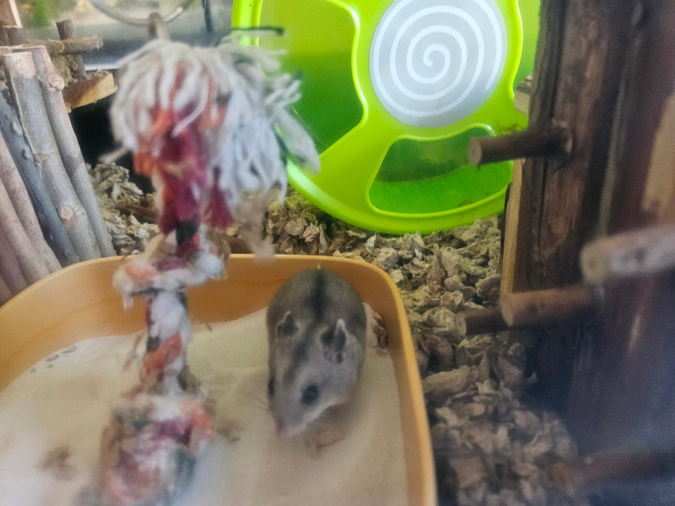 Hamster, Kinesisk, 0 år