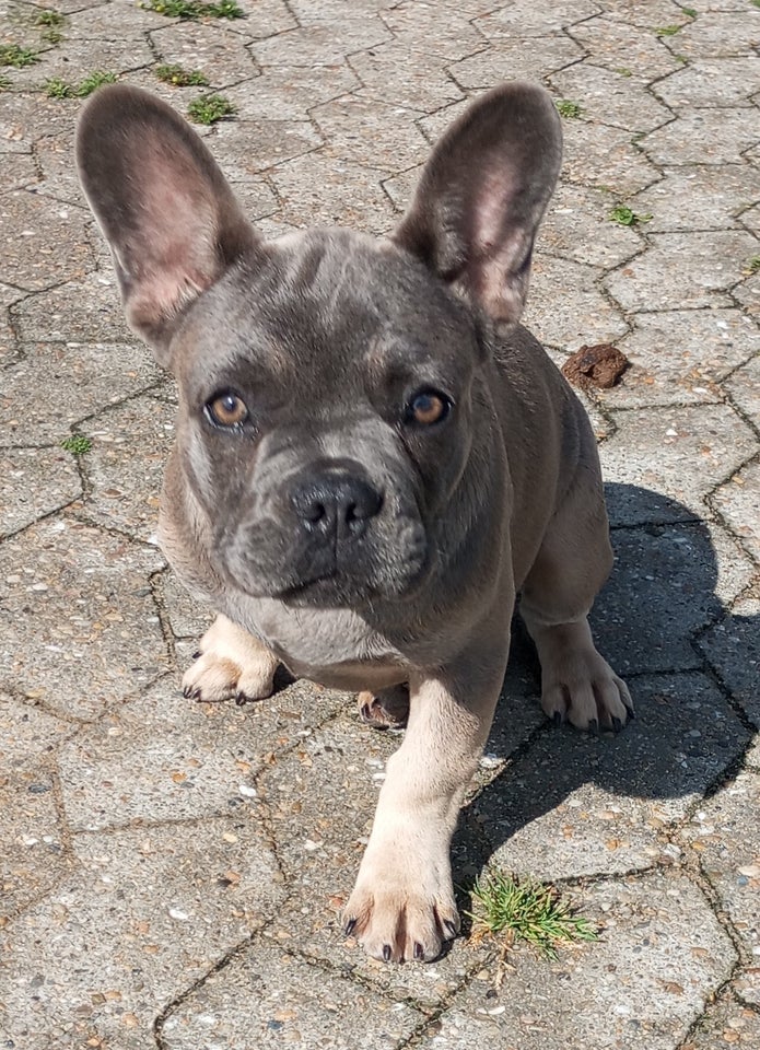 Fransk Bulldog hvalpe 4 mdr