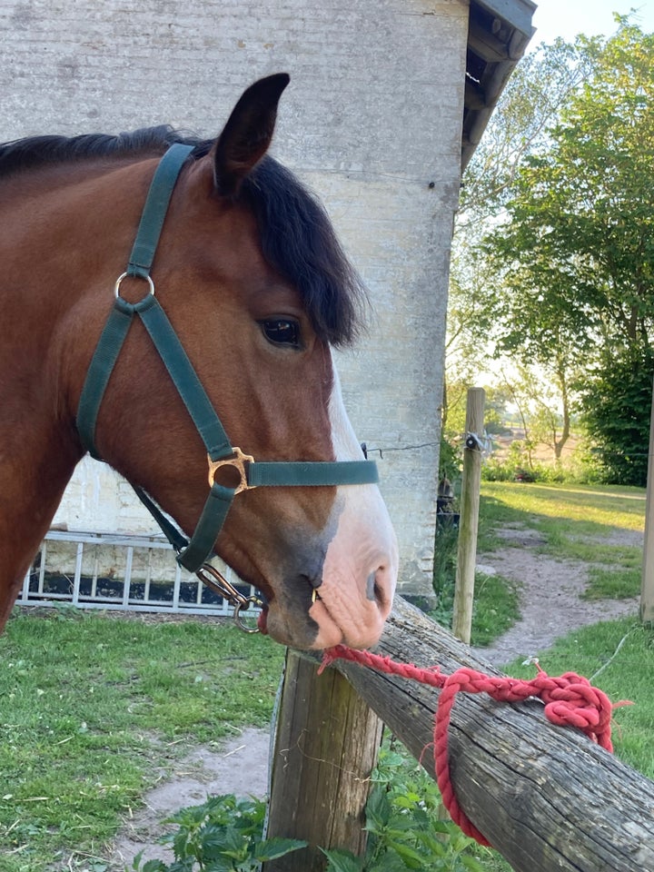 Welsh pony og Cob hoppe 3 år