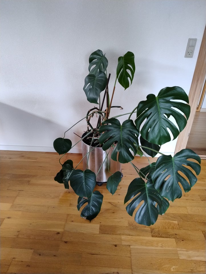 Fingerphilodendron