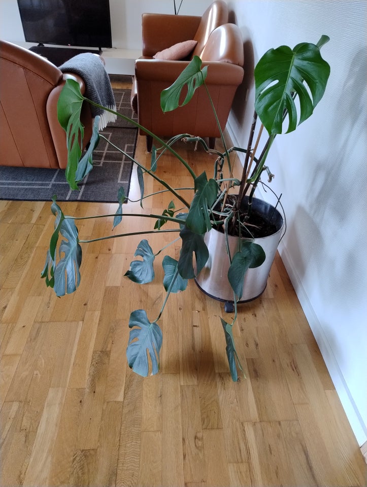 Fingerphilodendron