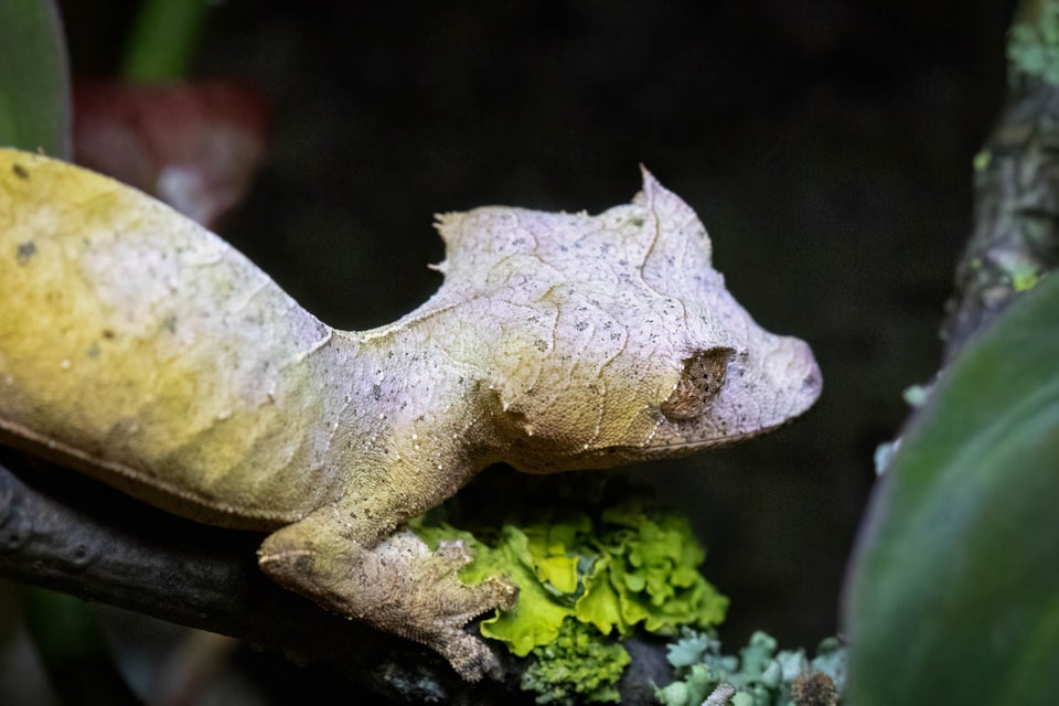 Gekko, Uroplatus ebenaui