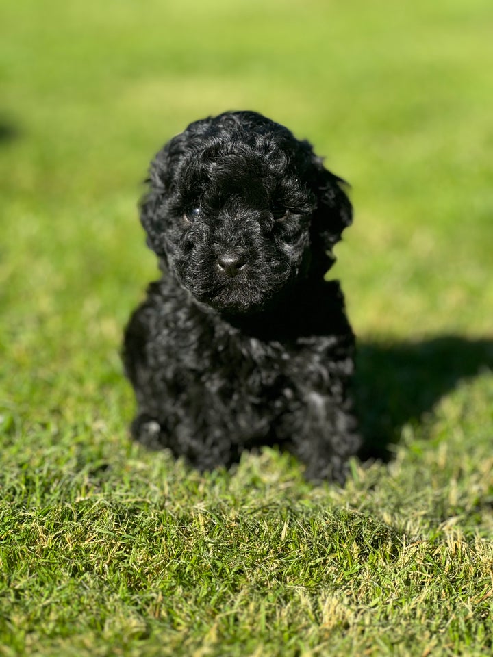 Cockapoo f1b mini hvalpe 7 uger