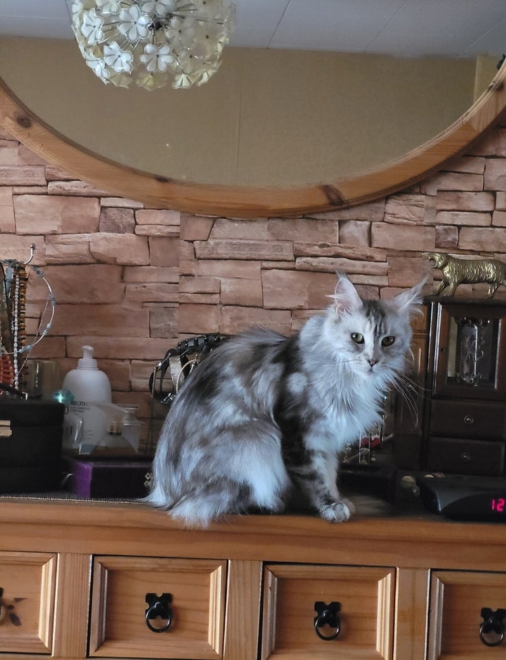 Maine Coon hunkat 2 år