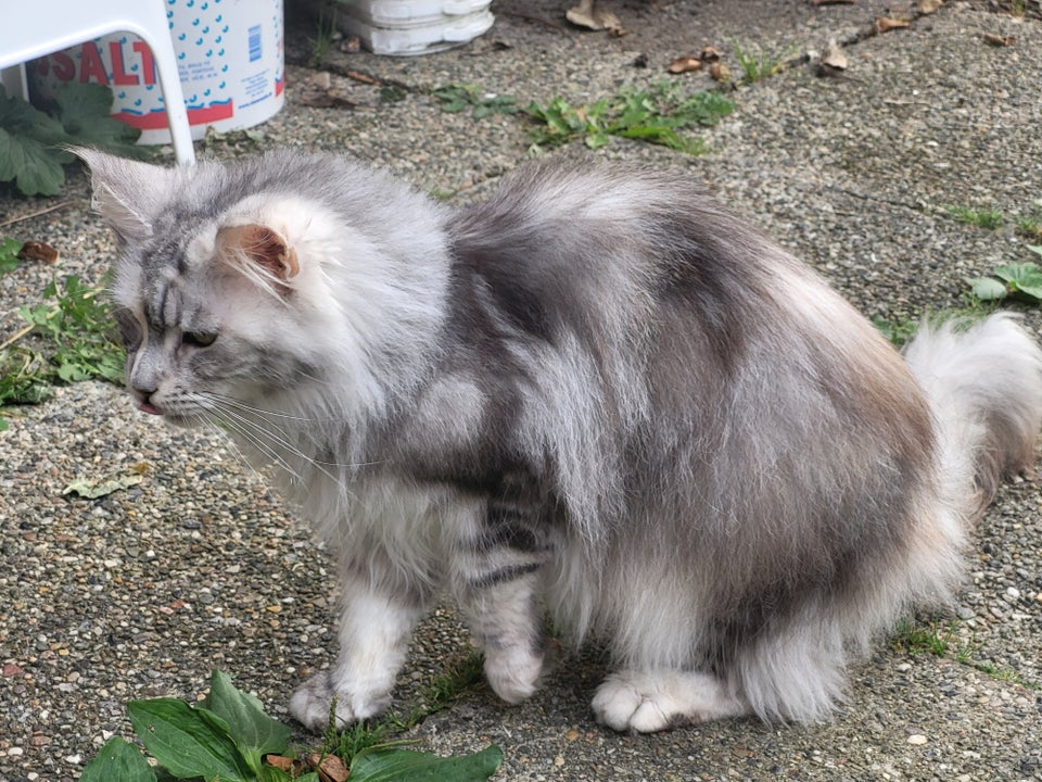 Maine Coon hunkat 2 år