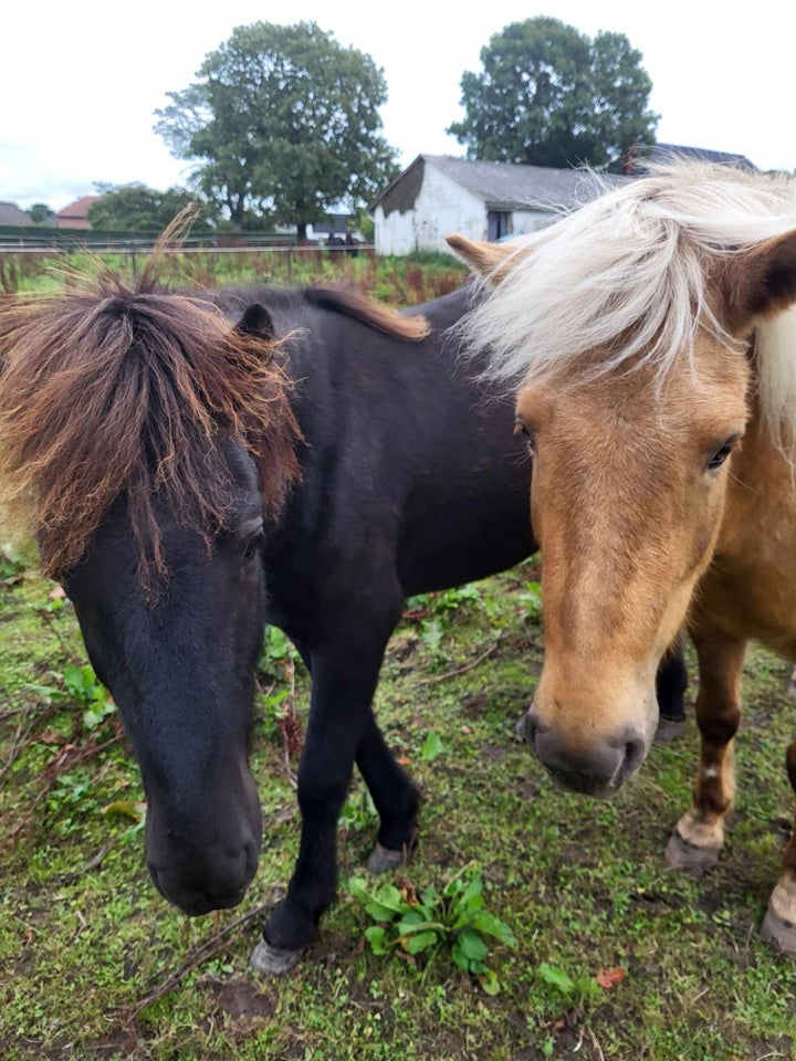 Gude smuk og nem hingsteplag.