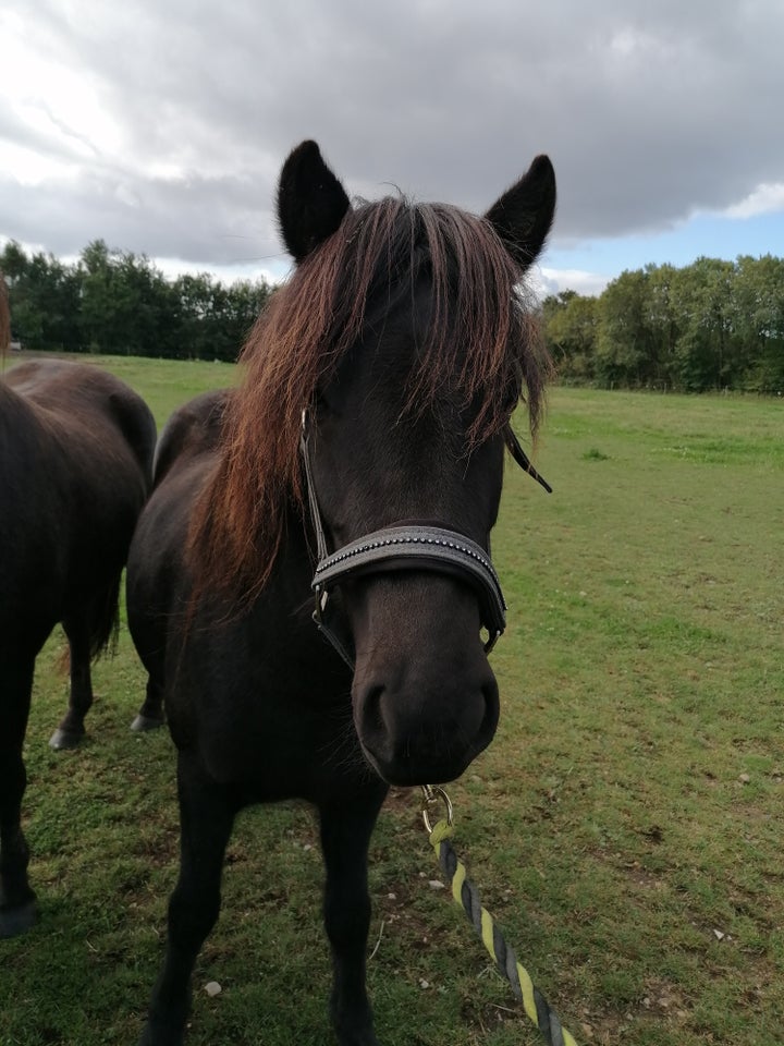 Islænder, hoppe, 4 år