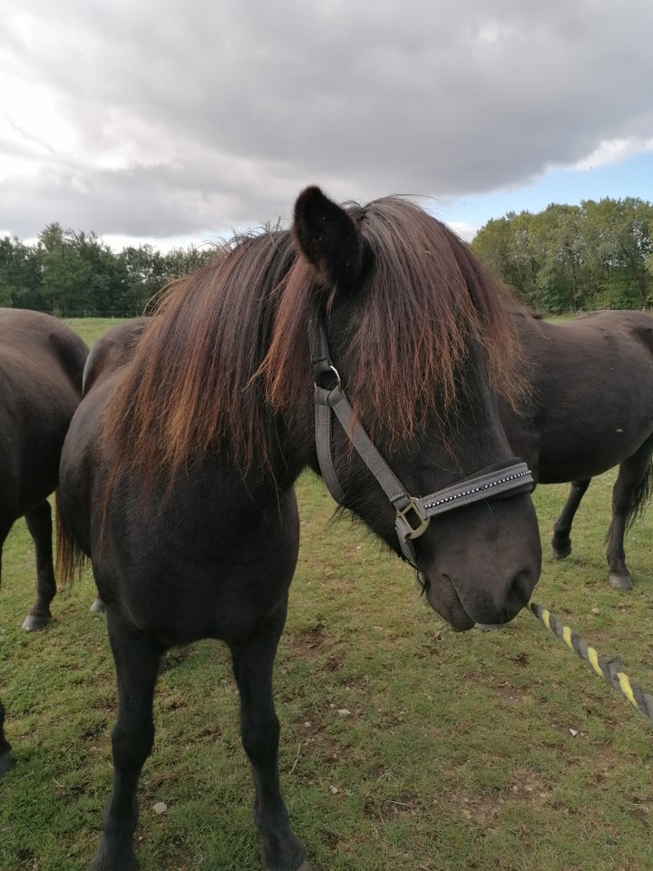 Islænder, hoppe, 4 år