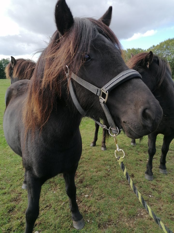 Islænder, hoppe, 4 år