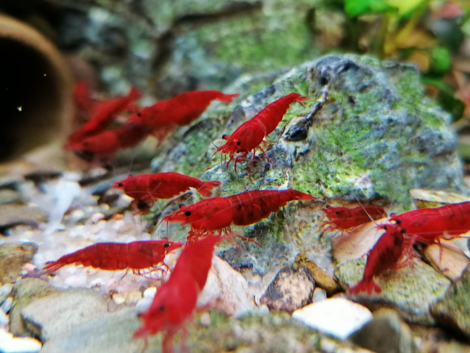 Blandede neocaridina rejer, 100+