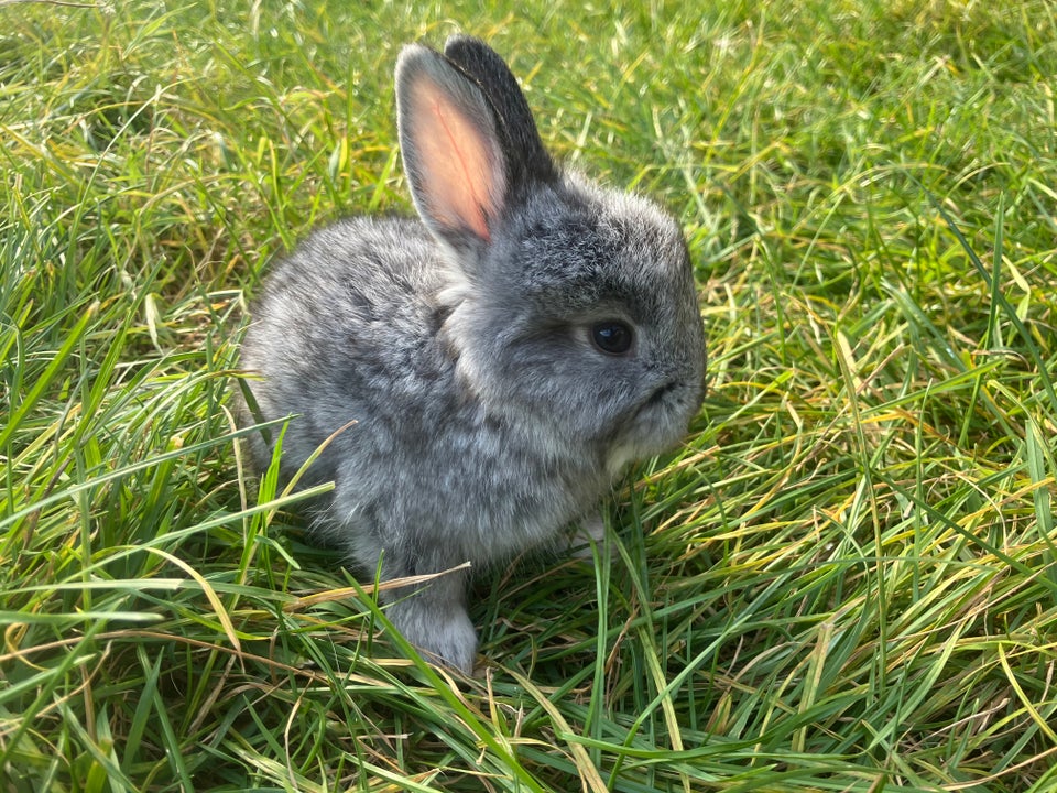 Kanin, Angora, 0 år