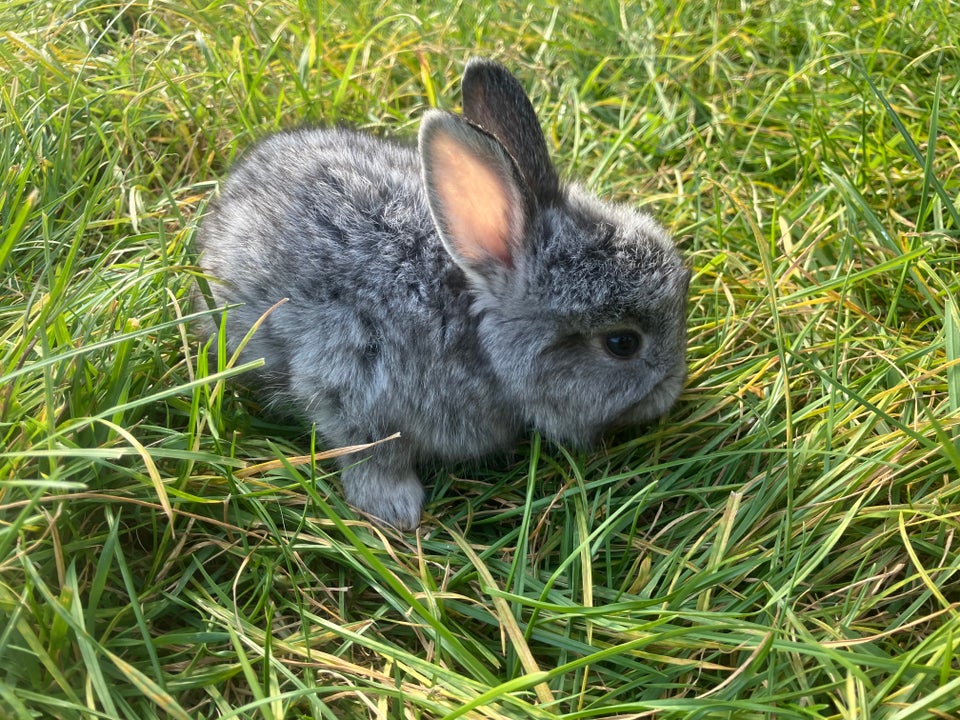 Kanin, Angora, 0 år