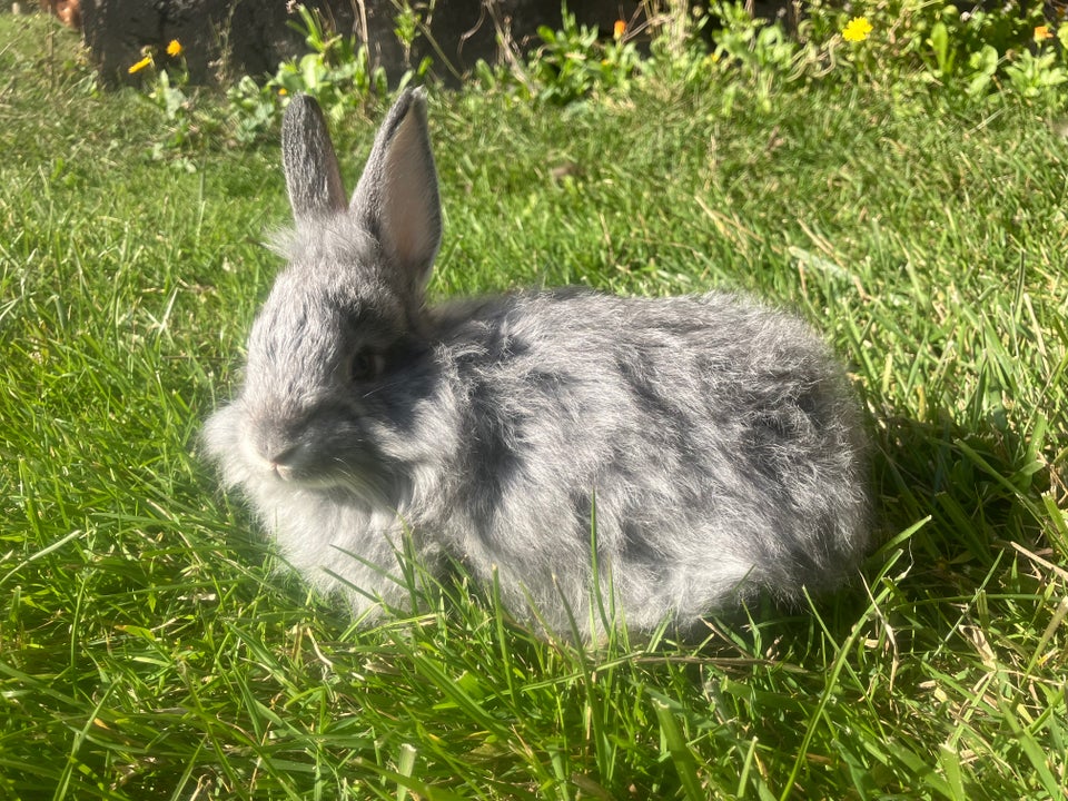 Kanin, Angora, 0 år