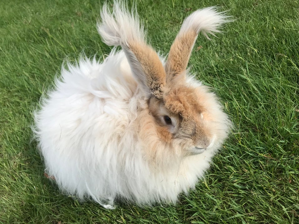 Kanin, Angora, 0 år