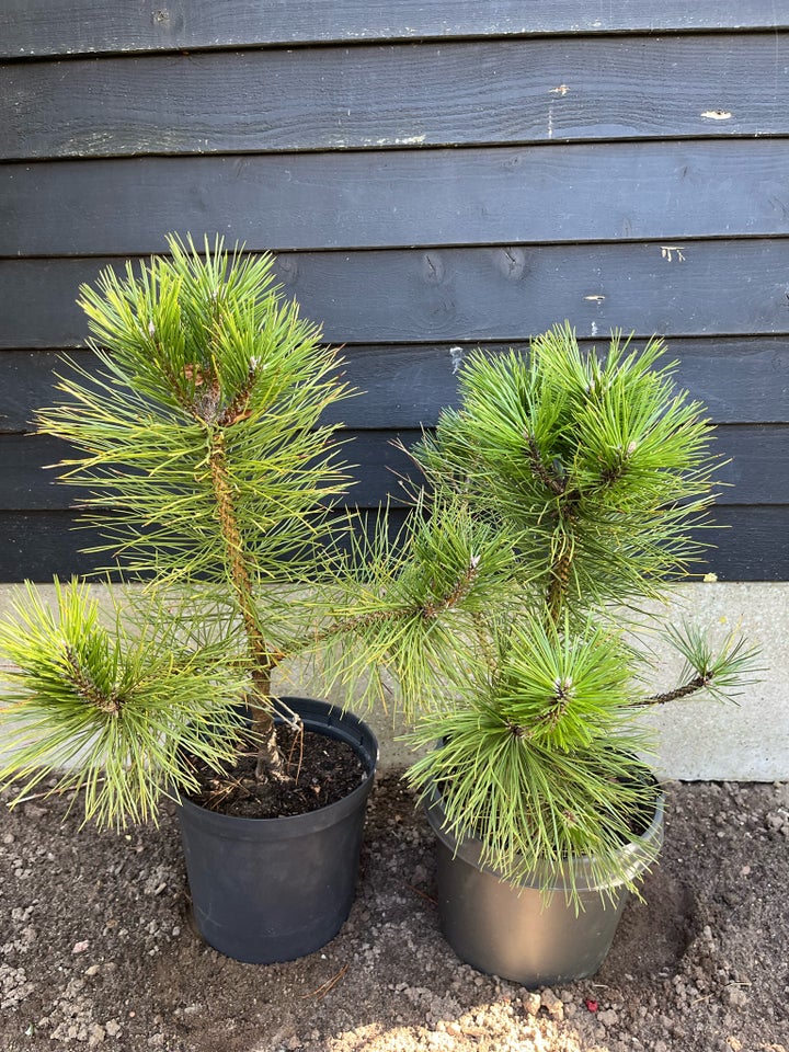 Østrigsk fyr 50-70cm, Pinus Nigra