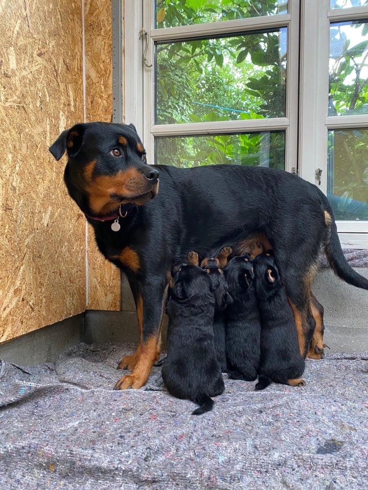 Rottweiler hvalpe 5 uger