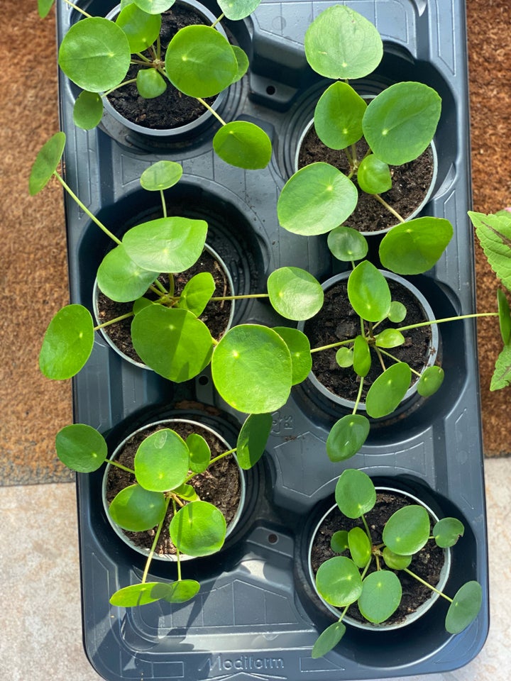 Stueplante, Pilea