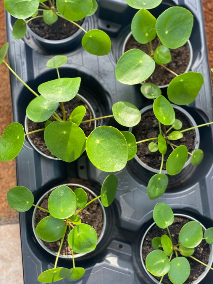 Stueplante, Pilea