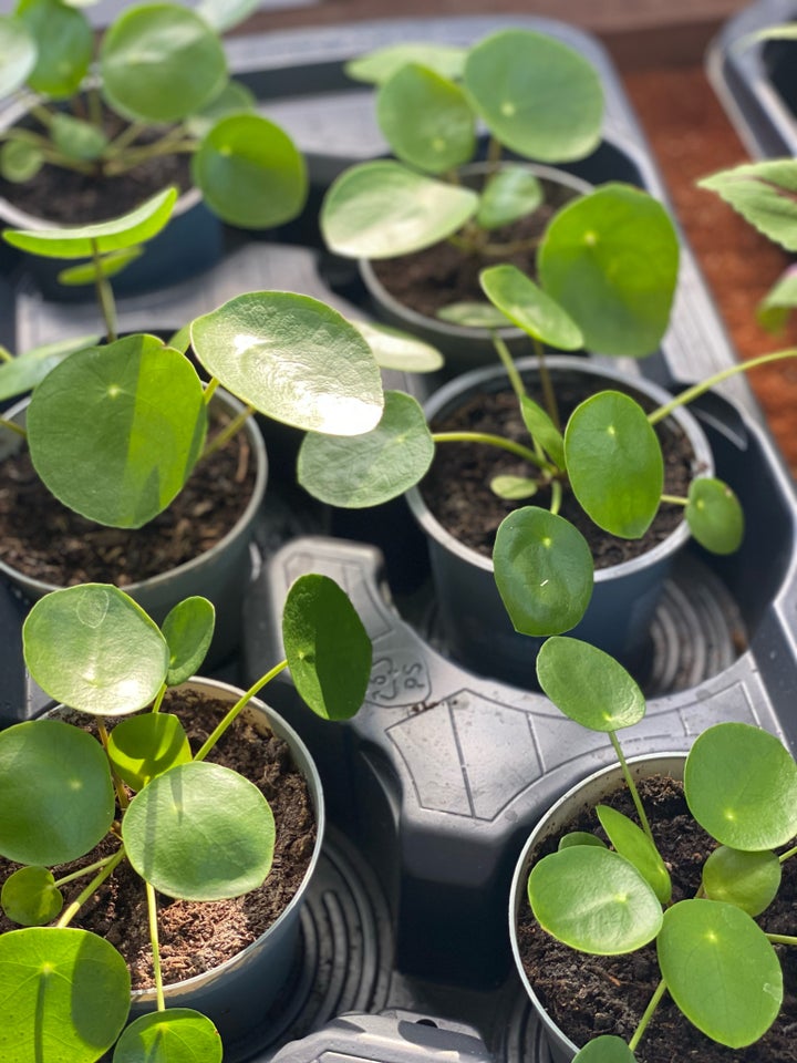 Stueplante, Pilea