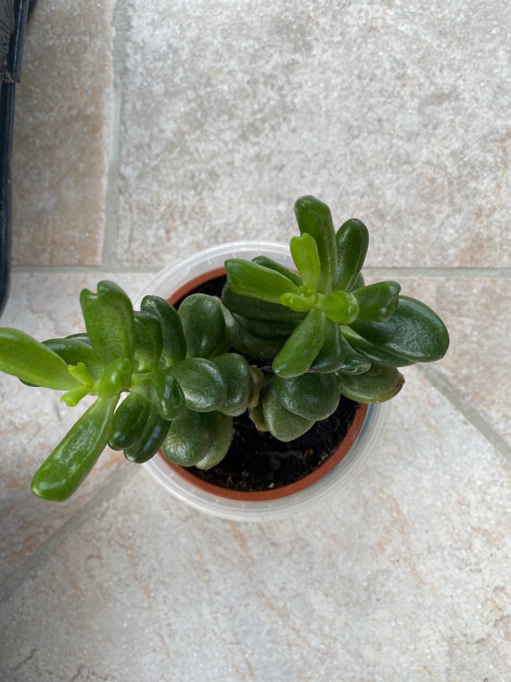 Stueplante, Pilea