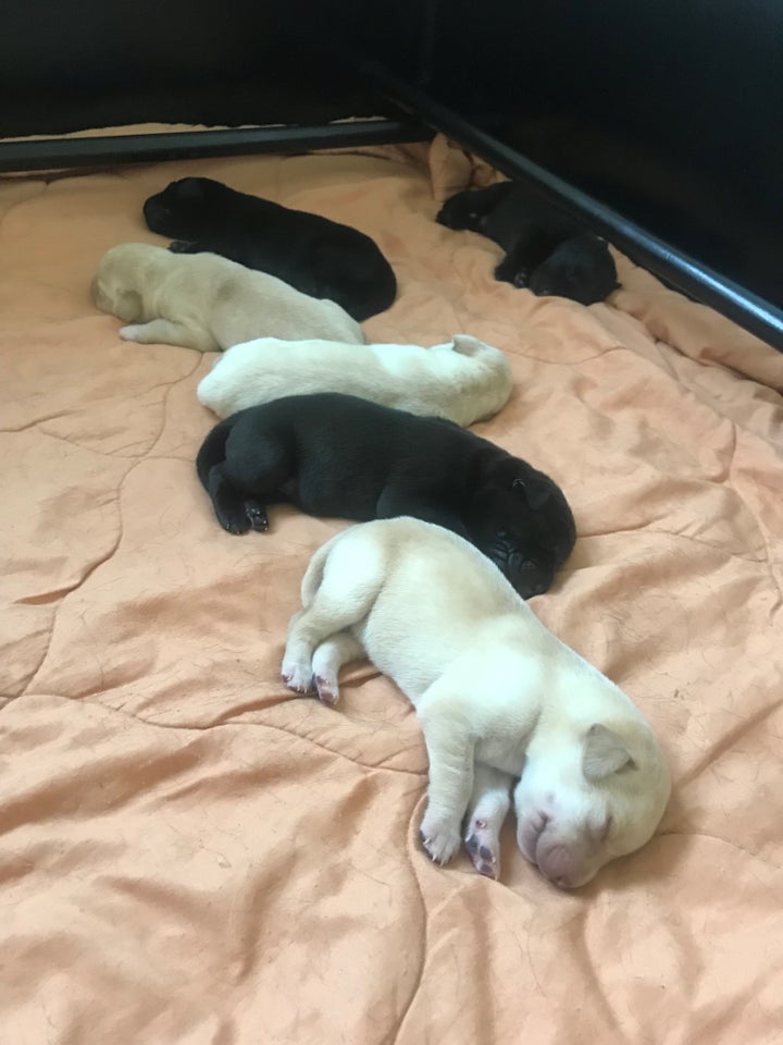 Skønne labrador retrieverhv