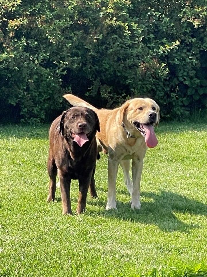 Skønne labrador retrieverhv