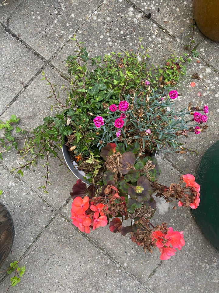 Blomster med plastikkrukke