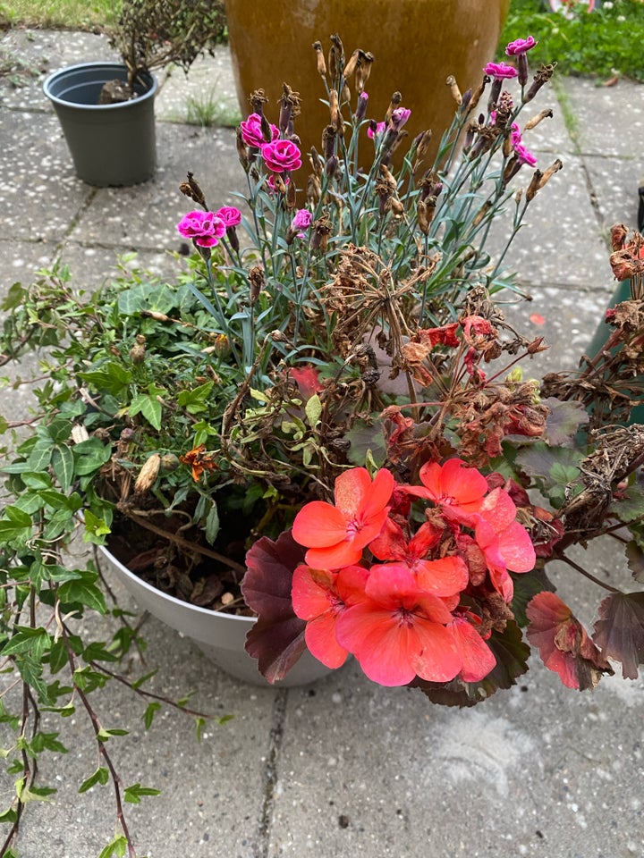 Blomster med plastikkrukke