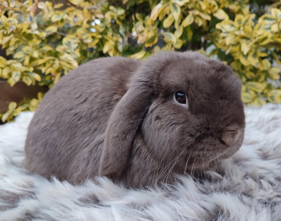 Kanin Minilop mini lop 0 år