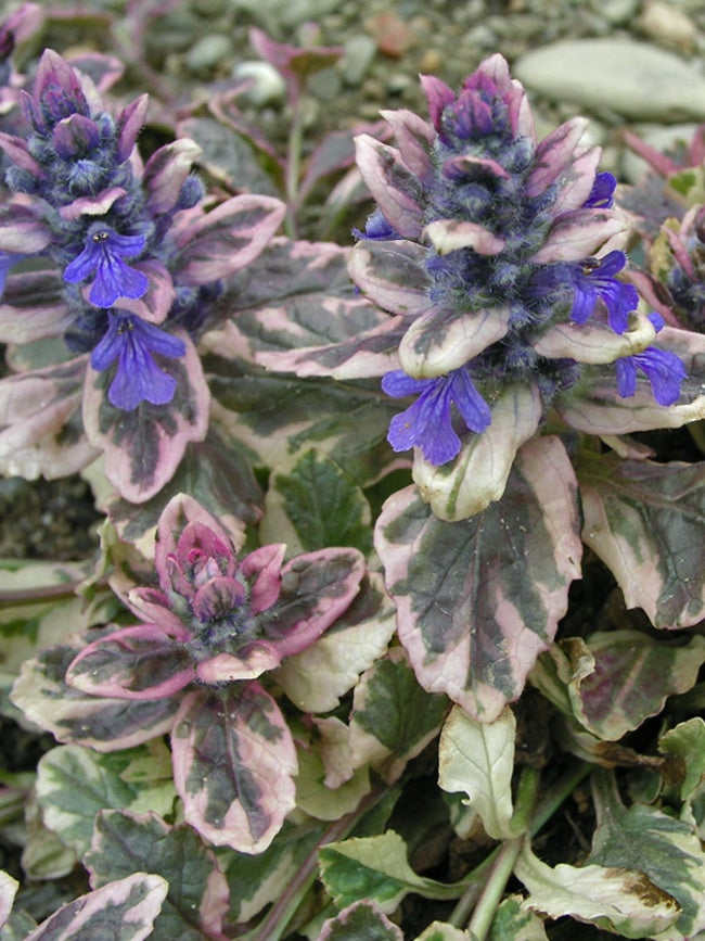 Stauder A, Ajuga reptans ‘Burgundy